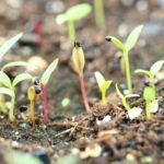 seedlings 4035339 1280