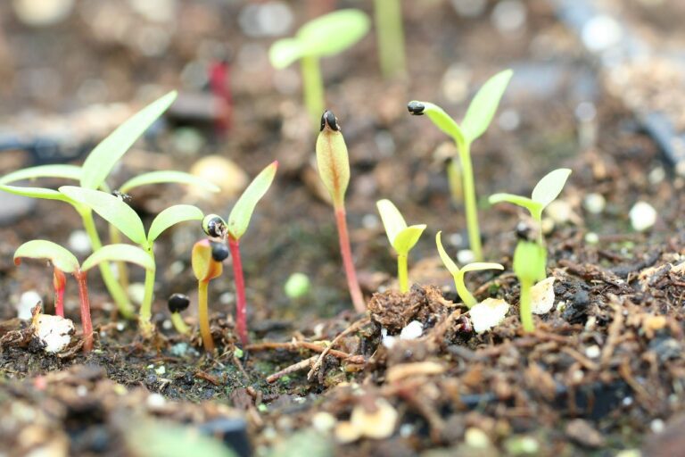seedlings 4035339 1280